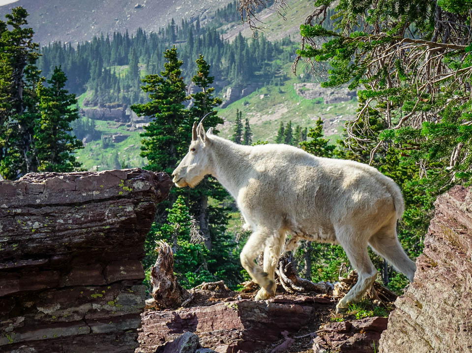 10 See the abundant wildlife in Glacier National Park top things to do RV trip