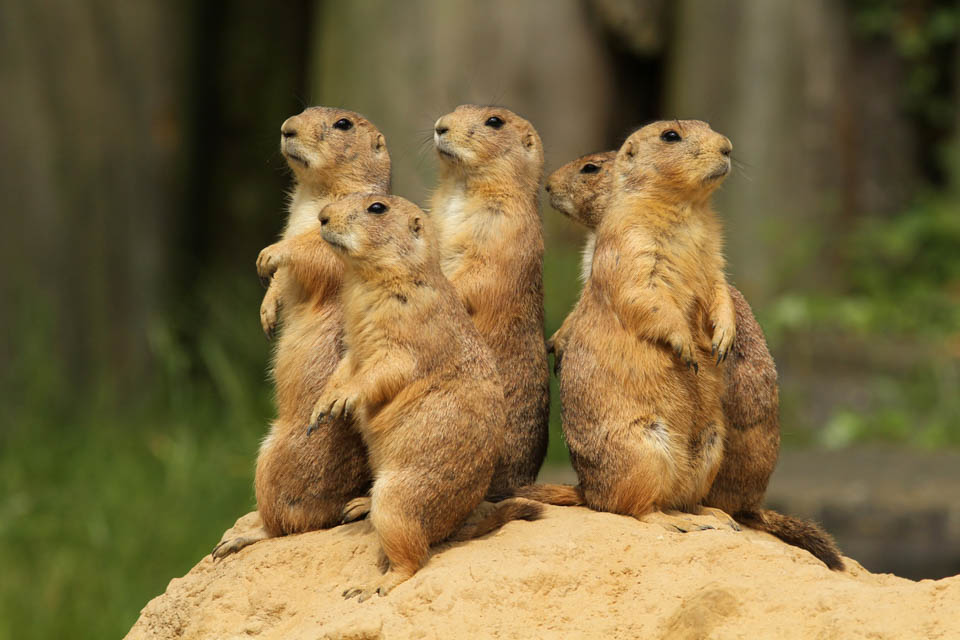 6 Group of prairie dogs standing upright