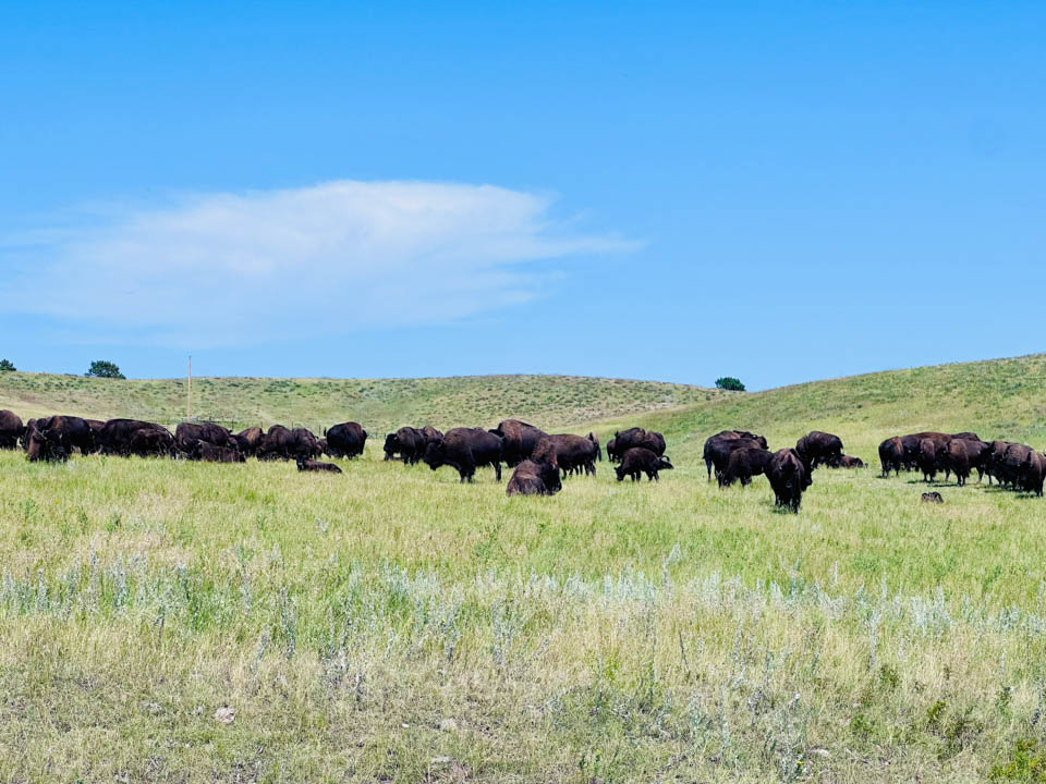5 Bison in Custer State Park
