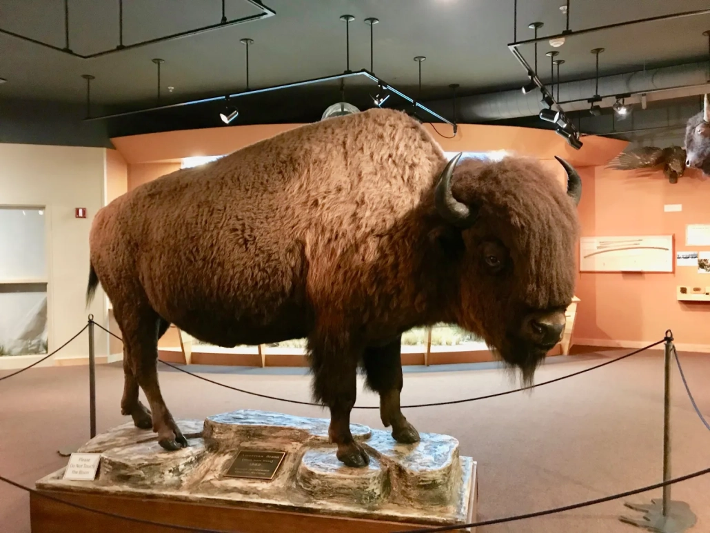03 Visit the Wyoming State Museum in Cheyenne Wyoming top things to do