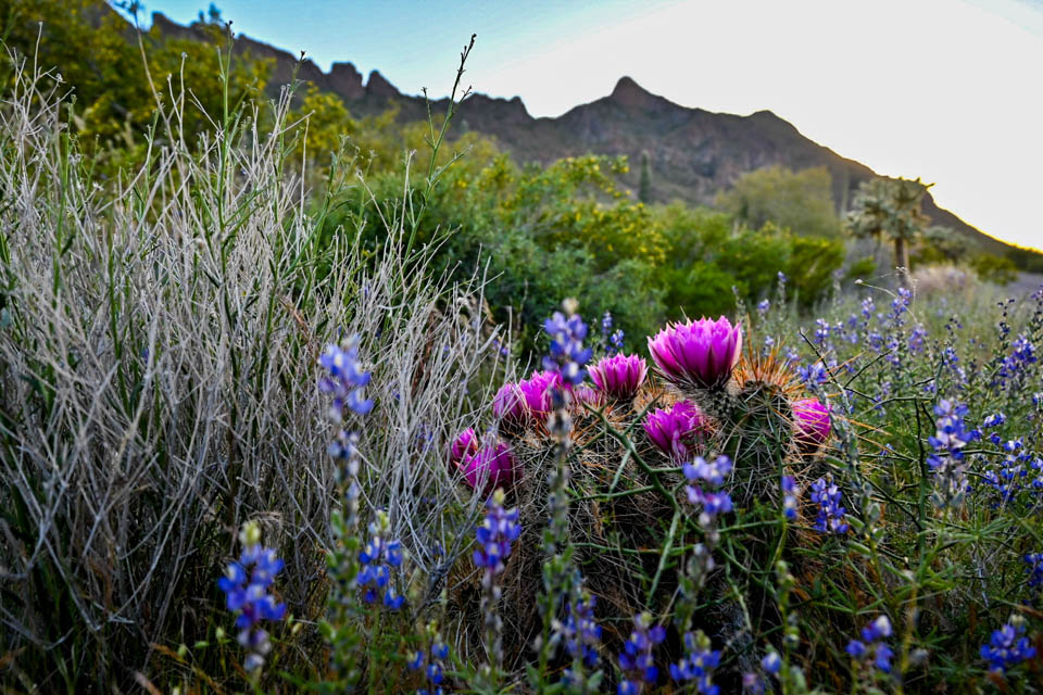3 Picacho Peak State Park best things to do in Tucson AZ RV trip