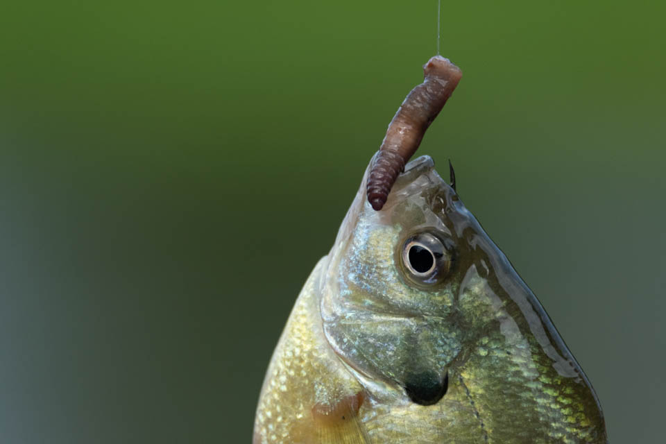 5 Get on the water at Mammoth Cave National Park for swimming fishing kayaking boating