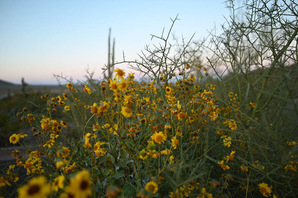 4 Arizona-Sonora Desert Museum best things to do in Tucson AZ RV trip