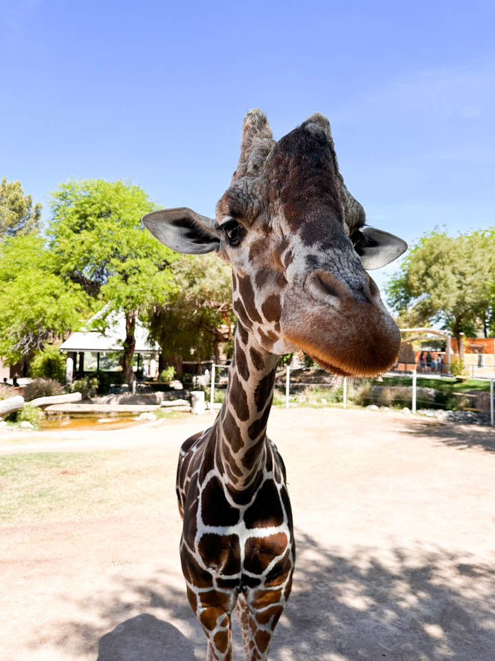 9 Reid Park Zoo in Tucson AZ is a must visit top things to do RV trip