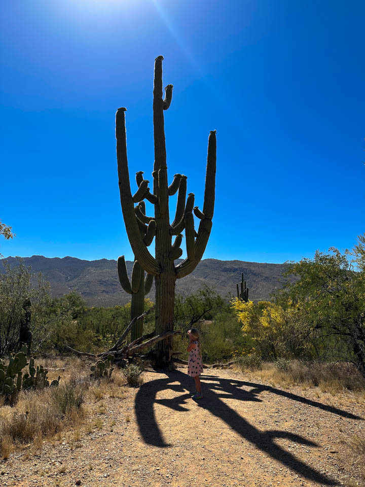 10 Saguaro National Park must see in Tucson AZ top things to do RV trip