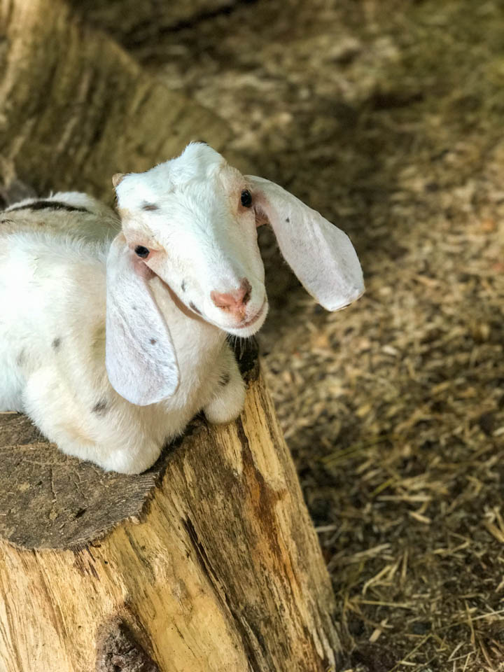 3 Mountain Valley Farm Store must see in Ellijay GA top things to do