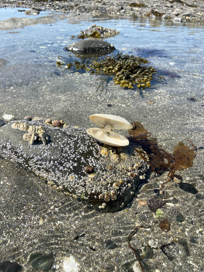 2 Tide Pools Bar Island top things to do in Bar Harbor Maine RV trip