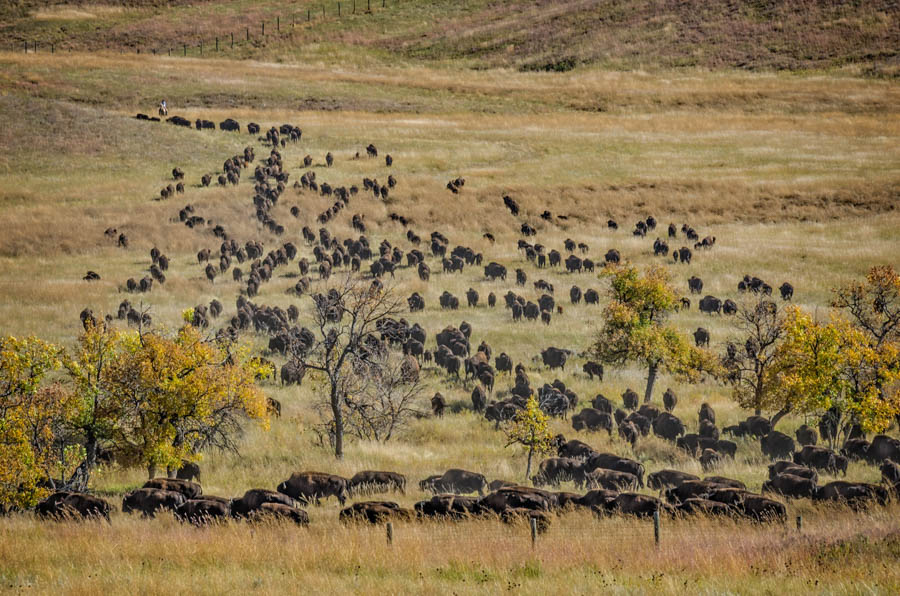 Buffalo Round UP in Custer State Park top things to do