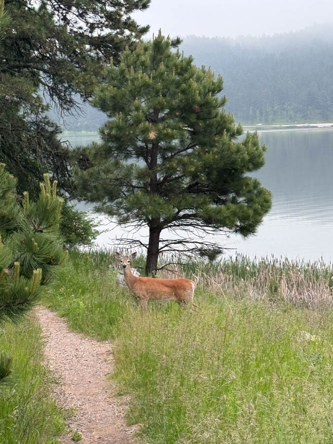 See the wildlife in Custer