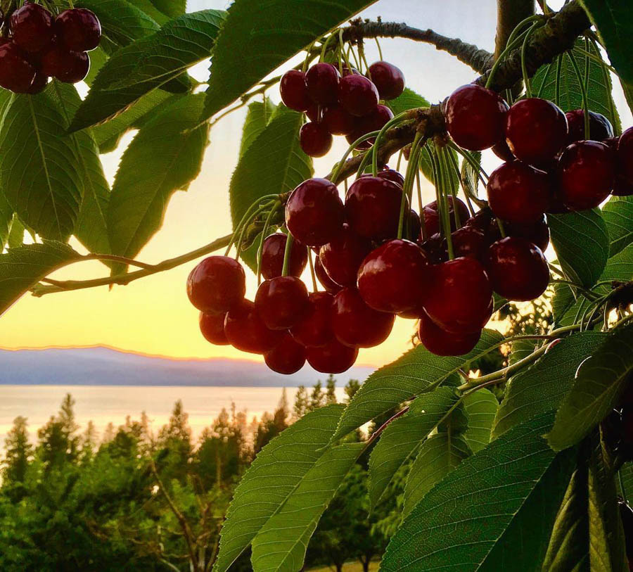 7 Top thing to do near Glacier National Park You Pick Farm Columbia Falls Kalispell Whitefish Bigfork