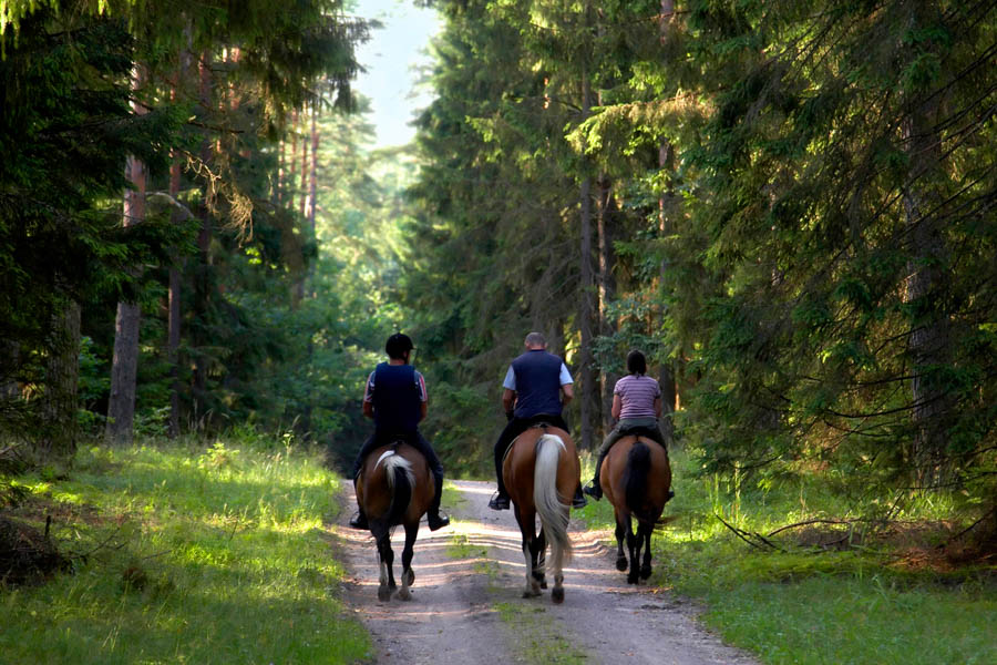 Take a ride on a multi use trail in custer state park in South Dakota top things t do
