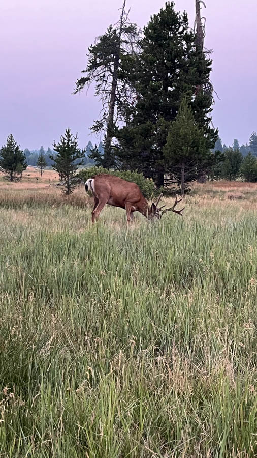 1 Sunriver great place to see wildlife