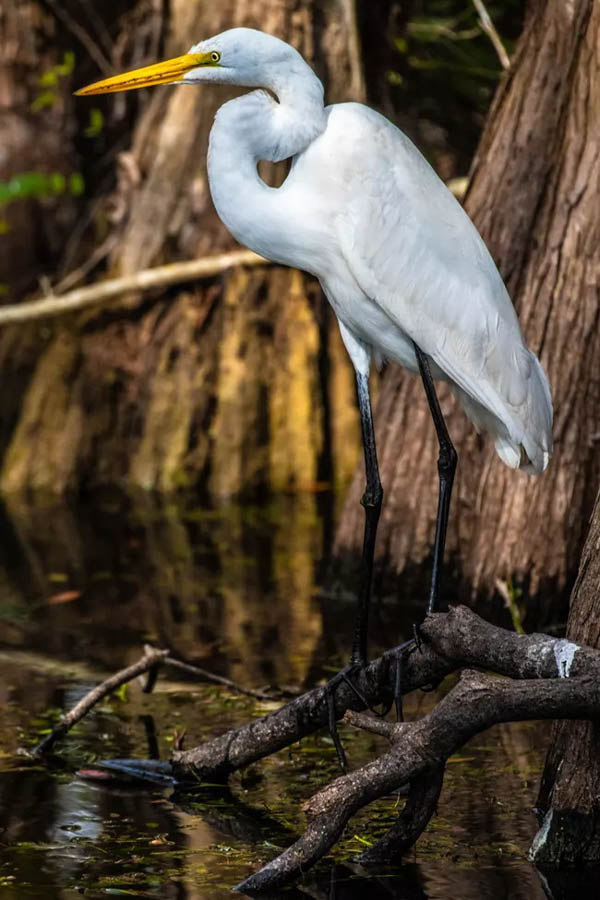 Top place to bird watch Everglades National Park great bird watching top things to do