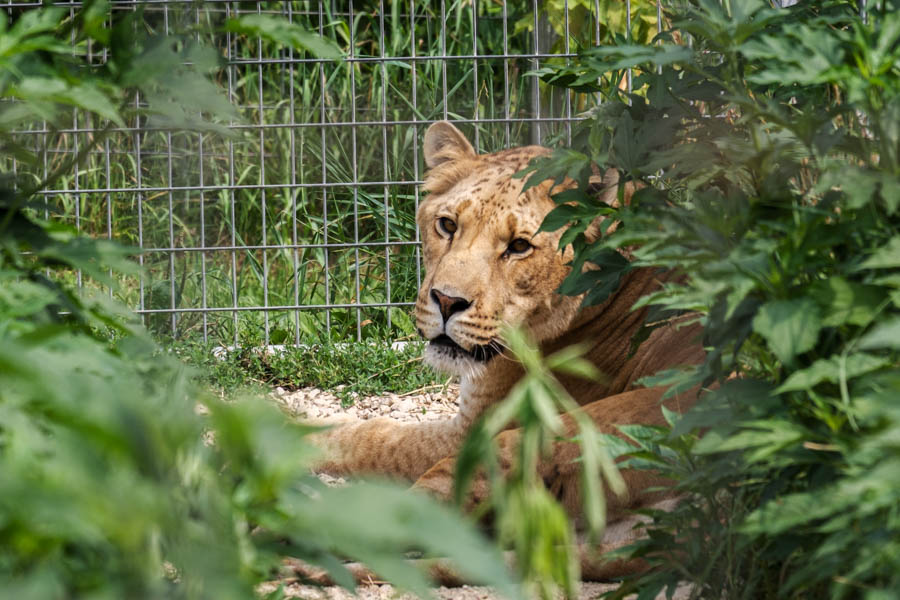 4 See wild cats at WI Big Cat Rescue Liliger