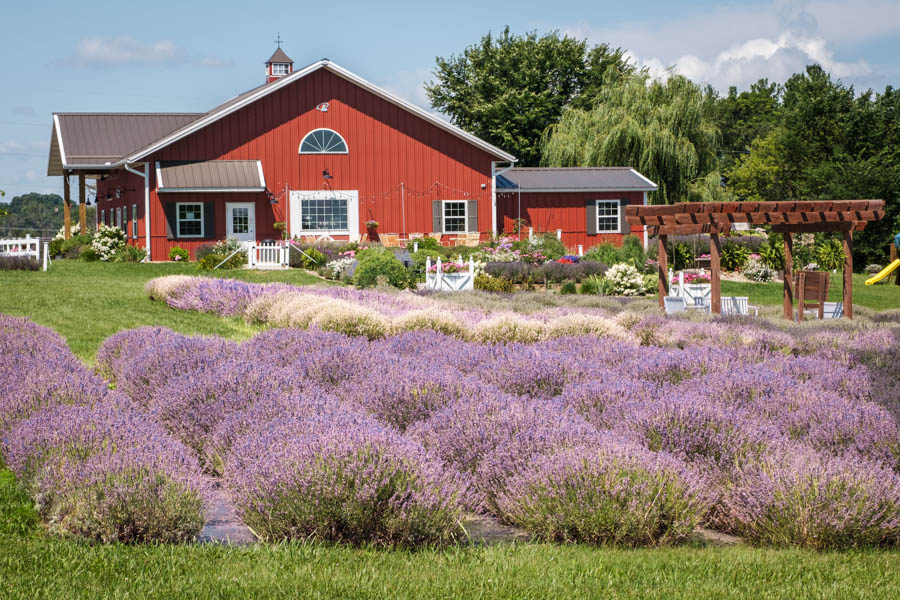 6 Have fun at New Life Lavender & Cherry Farm in Baraboo Wisconsin top things to see and do