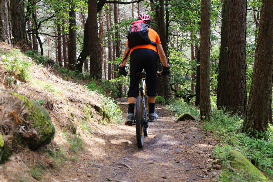 Mountain biker in the summery forest